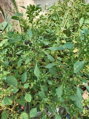 Acalypha indica