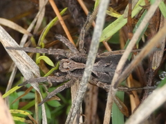 Alopecosa inquilina