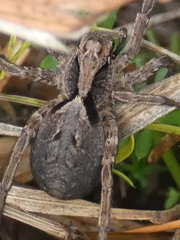 Alopecosa inquilina