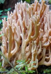 Ramaria acrisiccescens