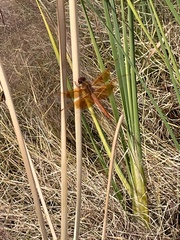 Libellula saturata