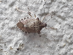 Halyomorpha halys