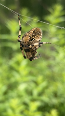 Neoscona orizabensis