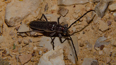 Aneflus obscurus
