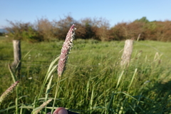 Phalaris coerulescens