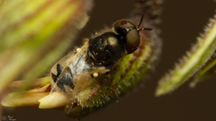 Oplodontha pulchriceps