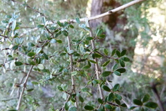 Coprosma wallii