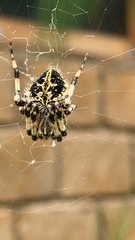 Neoscona orizabensis