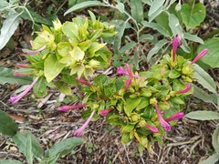 Mirabilis jalapa
