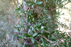 Coprosma wallii