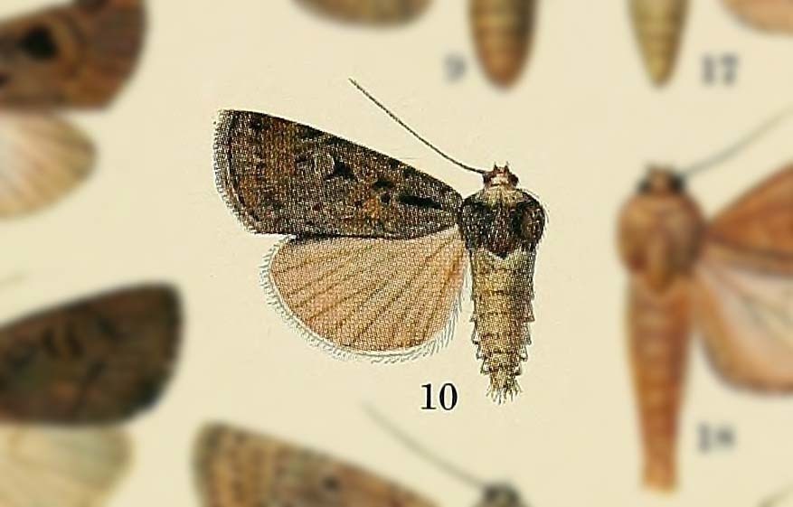Spaelotis deplorata