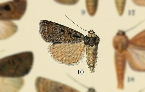Spaelotis deplorata