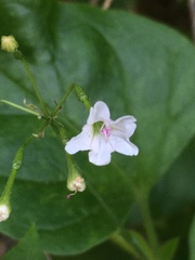 Commicarpus plumbagineus