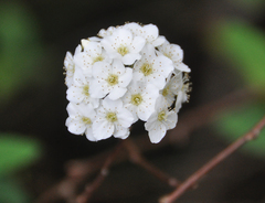 Spiraea cantoniensis