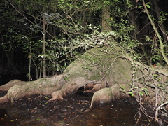 Pterocarpus officinalis