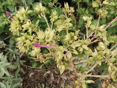Mirabilis jalapa