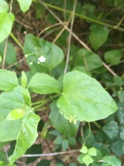 Commicarpus plumbagineus