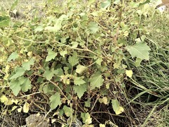 Xanthium orientale