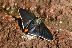 Elbella scylla