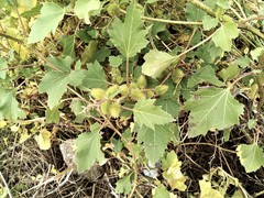 Xanthium orientale