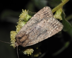 Protoperigea umbricata