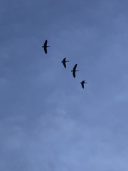 Branta hutchinsii
