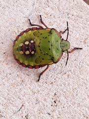 Nezara viridula