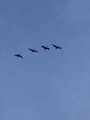 Branta hutchinsii