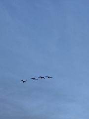 Branta hutchinsii