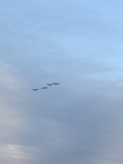 Branta hutchinsii