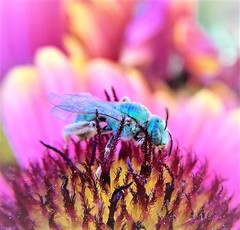 Agapostemon angelicus