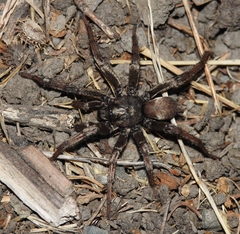 Calisoga longitarsis