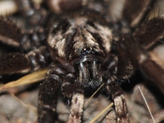 Calisoga longitarsis