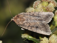 Protoperigea umbricata