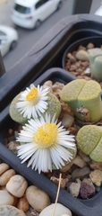 Lithops fulviceps fulviceps