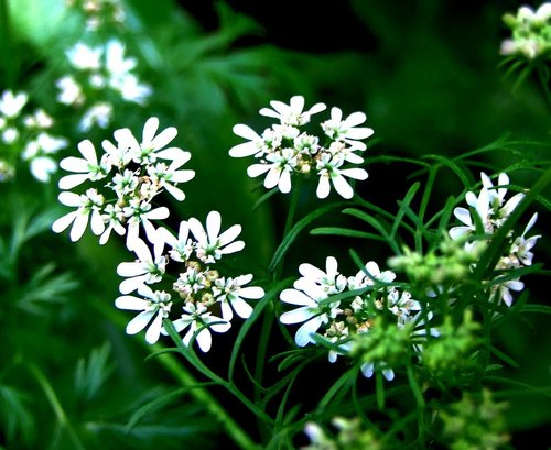 Coriandrum sativum