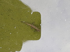 Lissotriton vulgaris