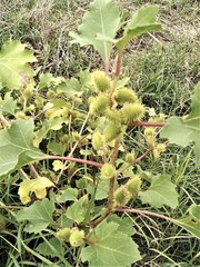 Xanthium orientale