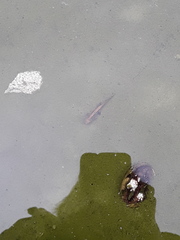 Lissotriton vulgaris