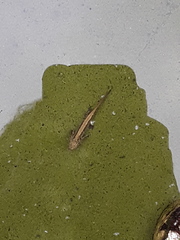 Lissotriton vulgaris