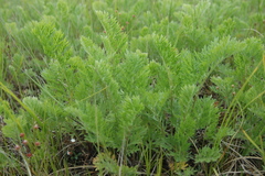 Artemisia laciniata