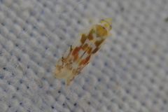 Typhlocyba quercus