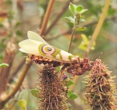 Pseudocreobotra wahlbergi