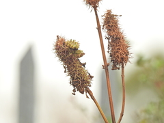 Pseudocreobotra wahlbergi