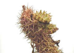 Pseudocreobotra wahlbergi