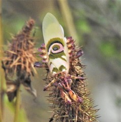 Pseudocreobotra wahlbergi