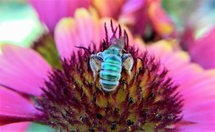 Agapostemon angelicus
