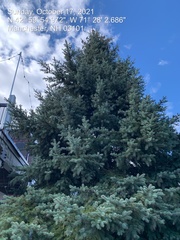 Picea