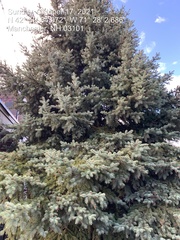 Picea