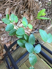 Lonicera sempervirens